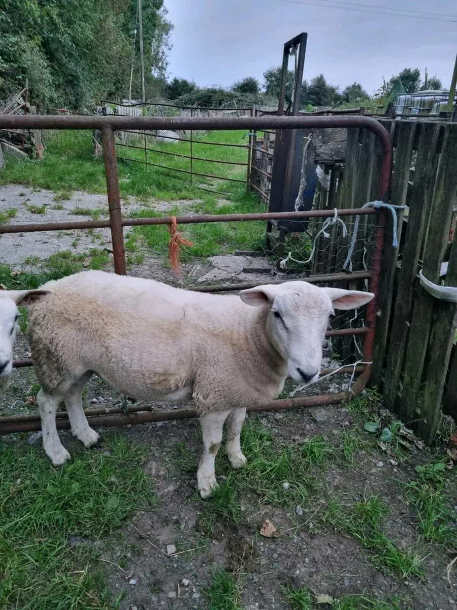 Ram - Image 1