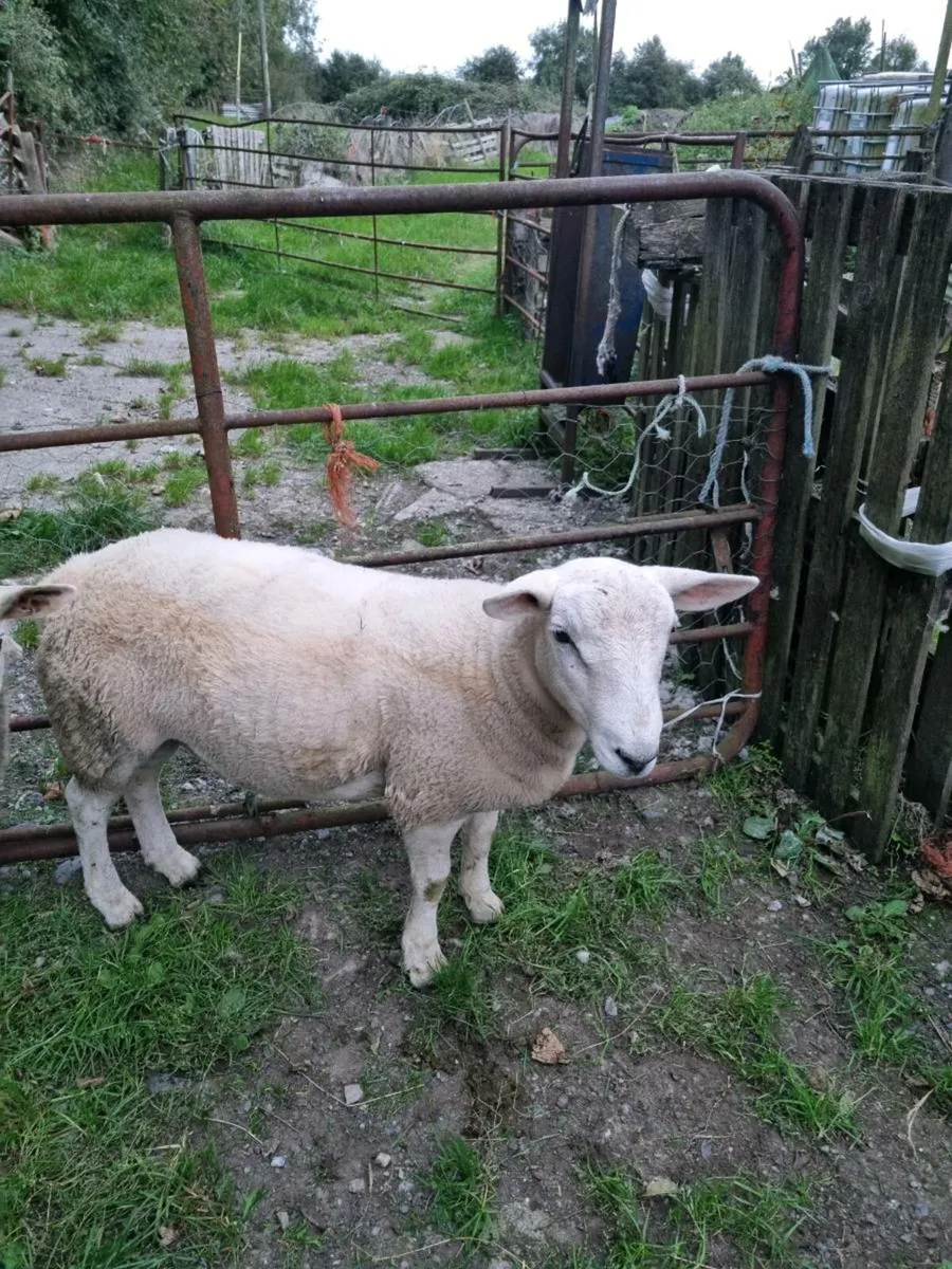 Ram - Image 2