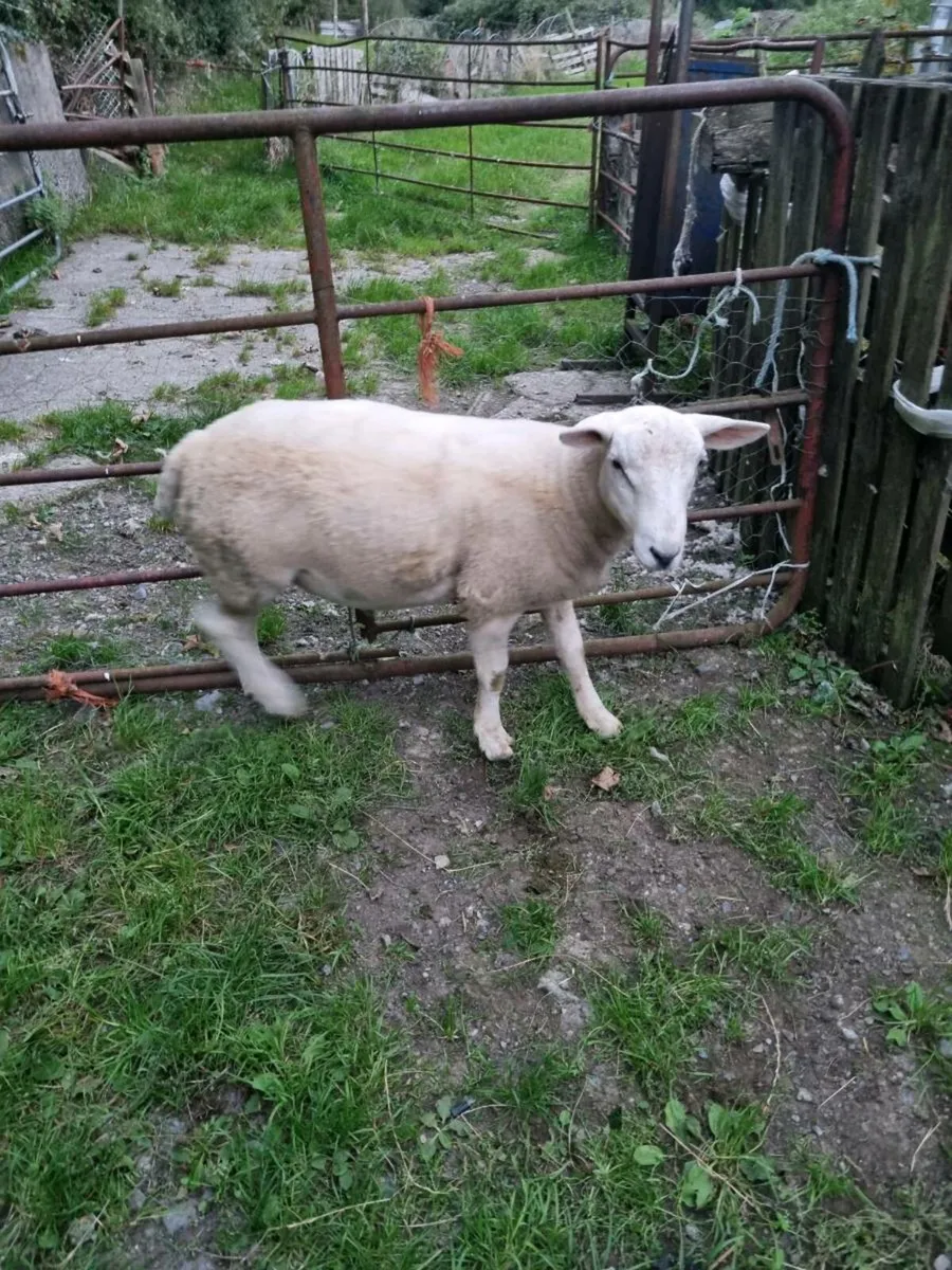 Ram - Image 3