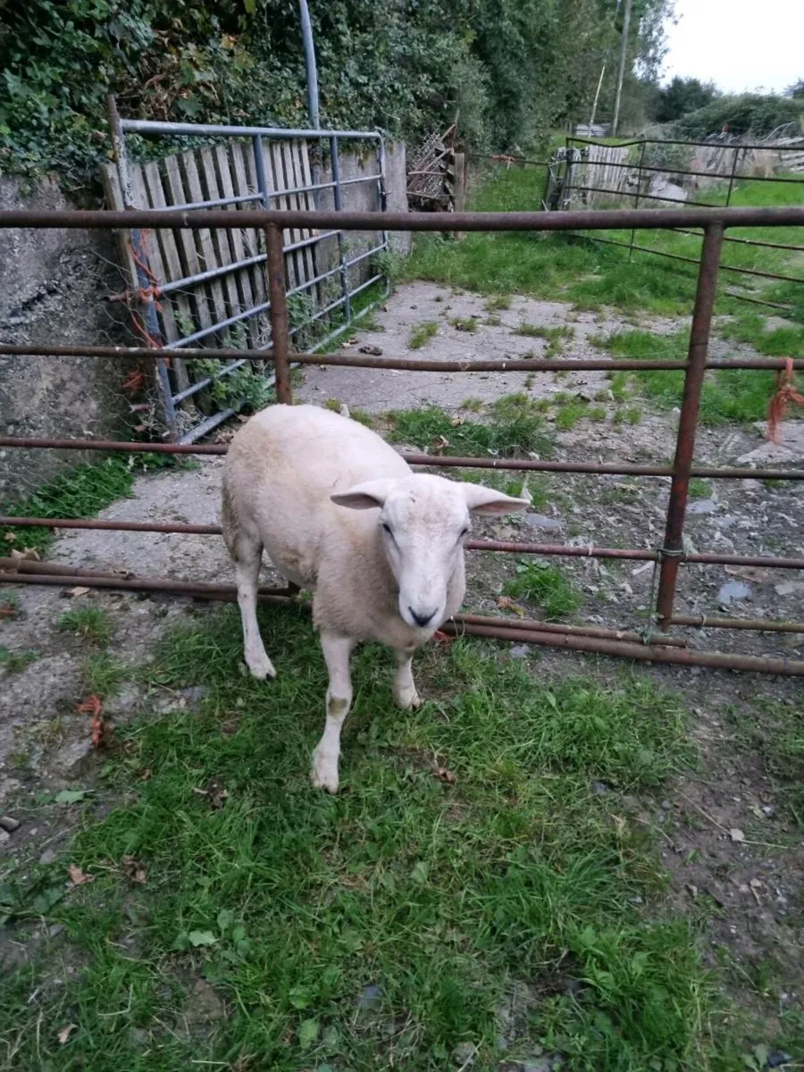 Ram - Image 4
