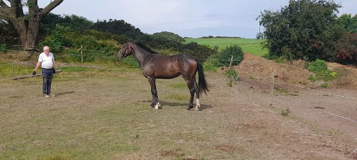 SALE RISING 4 YEAR OLD IRISH SPORTS HORSE FILLY - Image 1