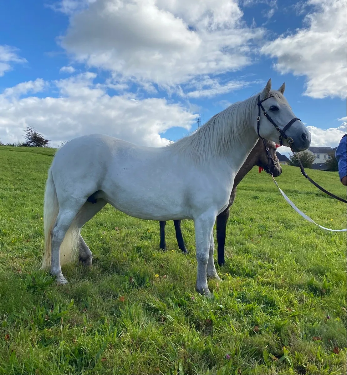 Connemara foal - Image 3