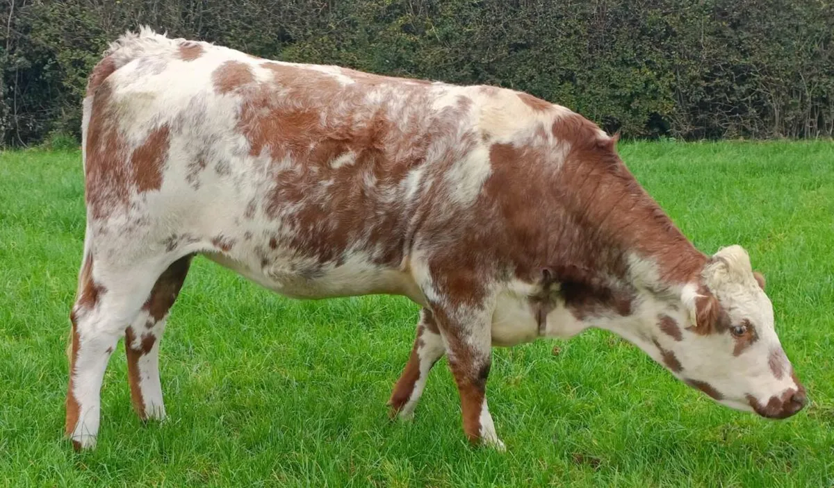 5 Breeding Heifers Roscommon 14/10/25 - Image 1