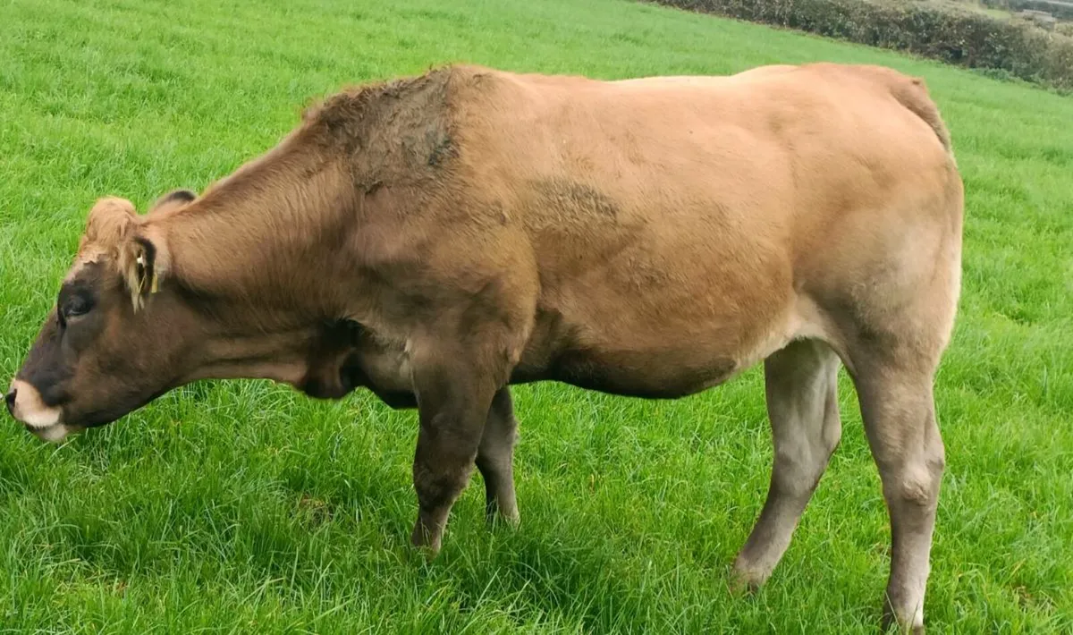5 Breeding Heifers Roscommon 14/10/25 - Image 2