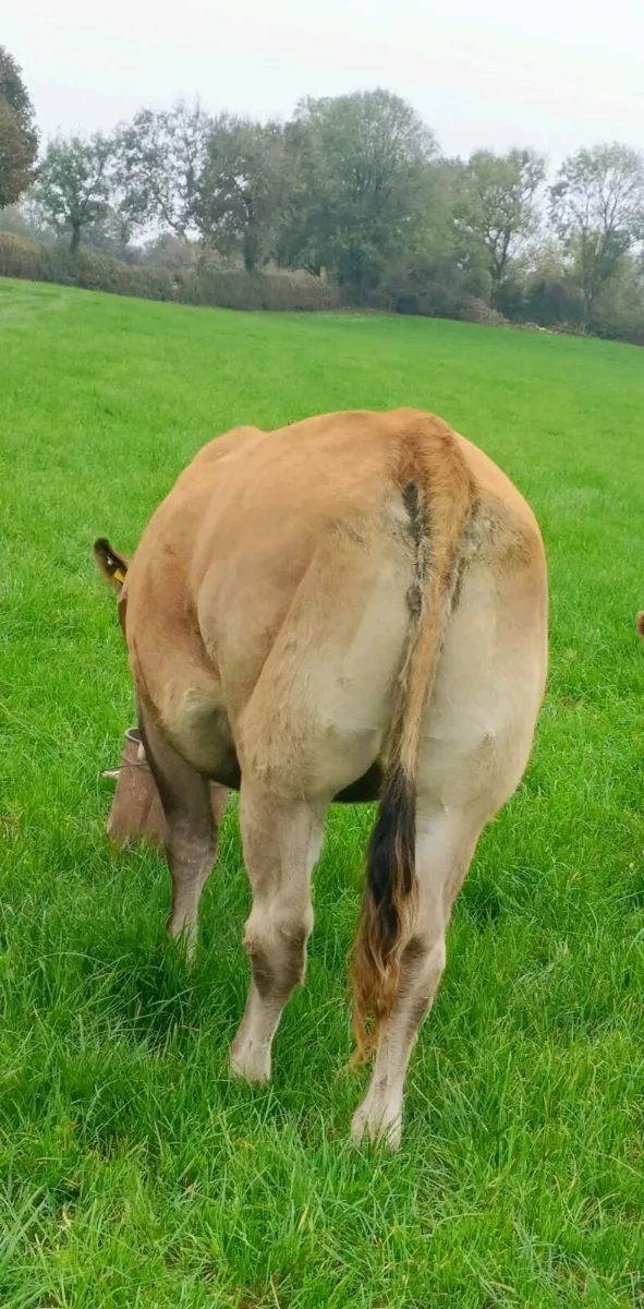 5 Breeding Heifers Roscommon 14/10/25 - Image 3