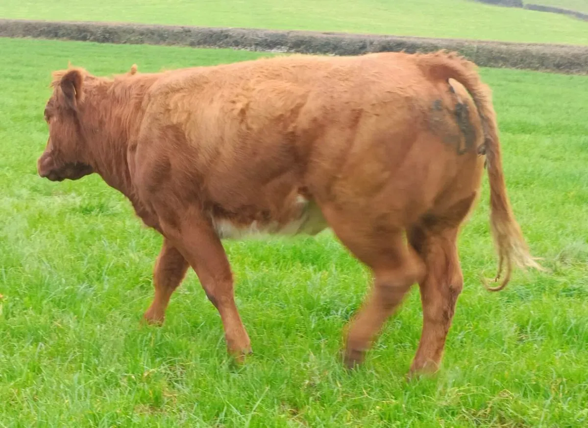 5 Breeding Heifers Roscommon 14/10/25 - Image 4