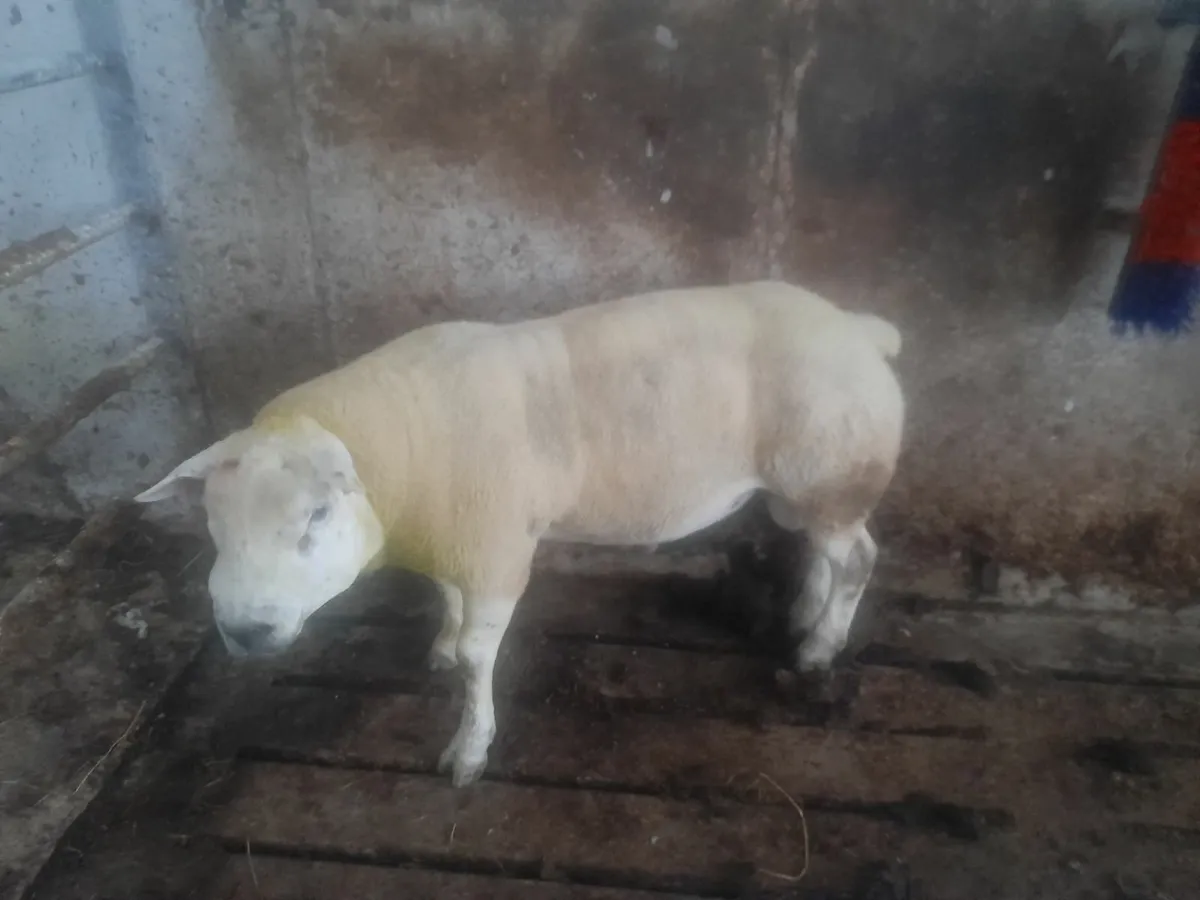 Texel Ram - Image 1