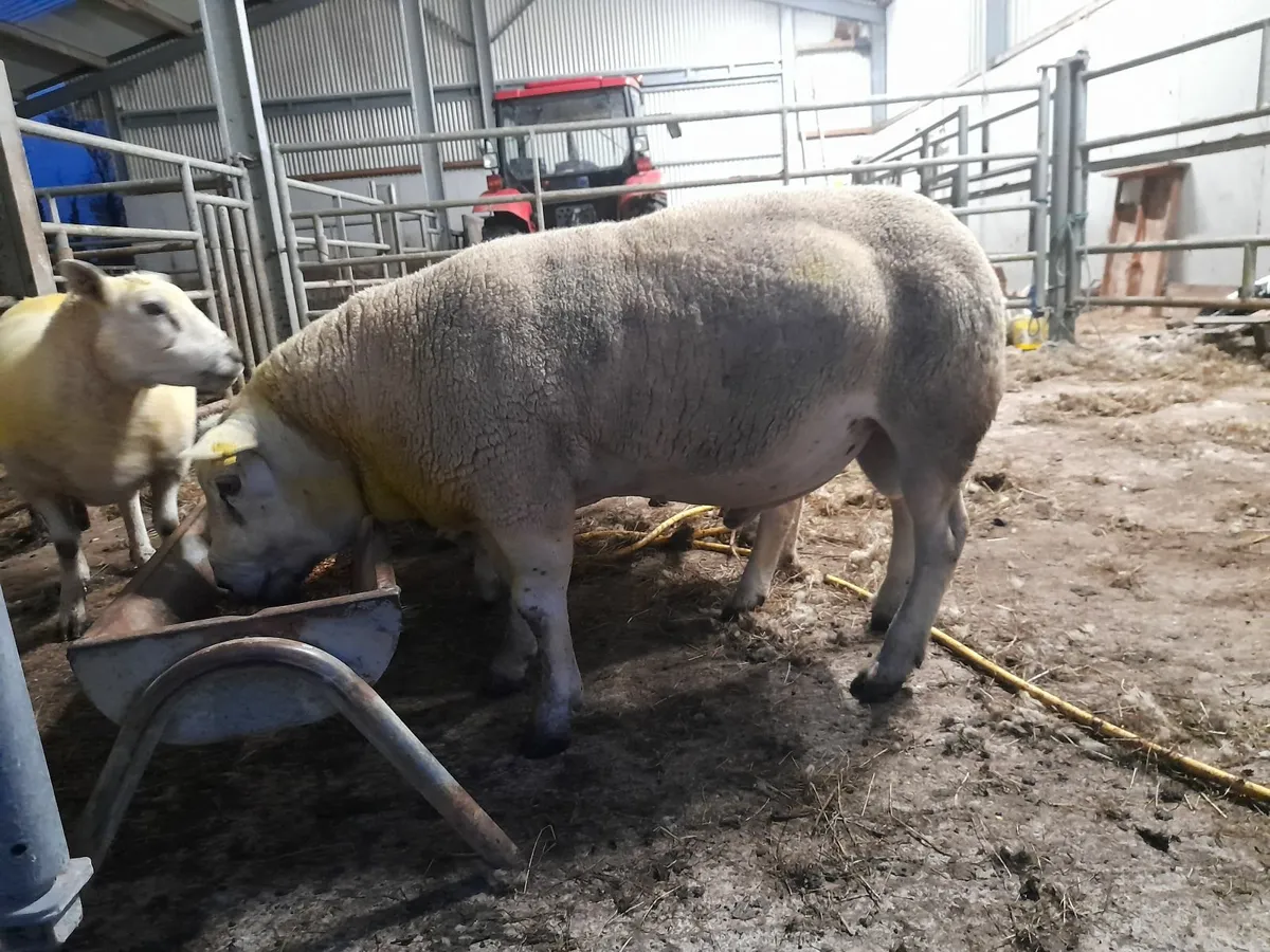 Texel Ram - Image 2