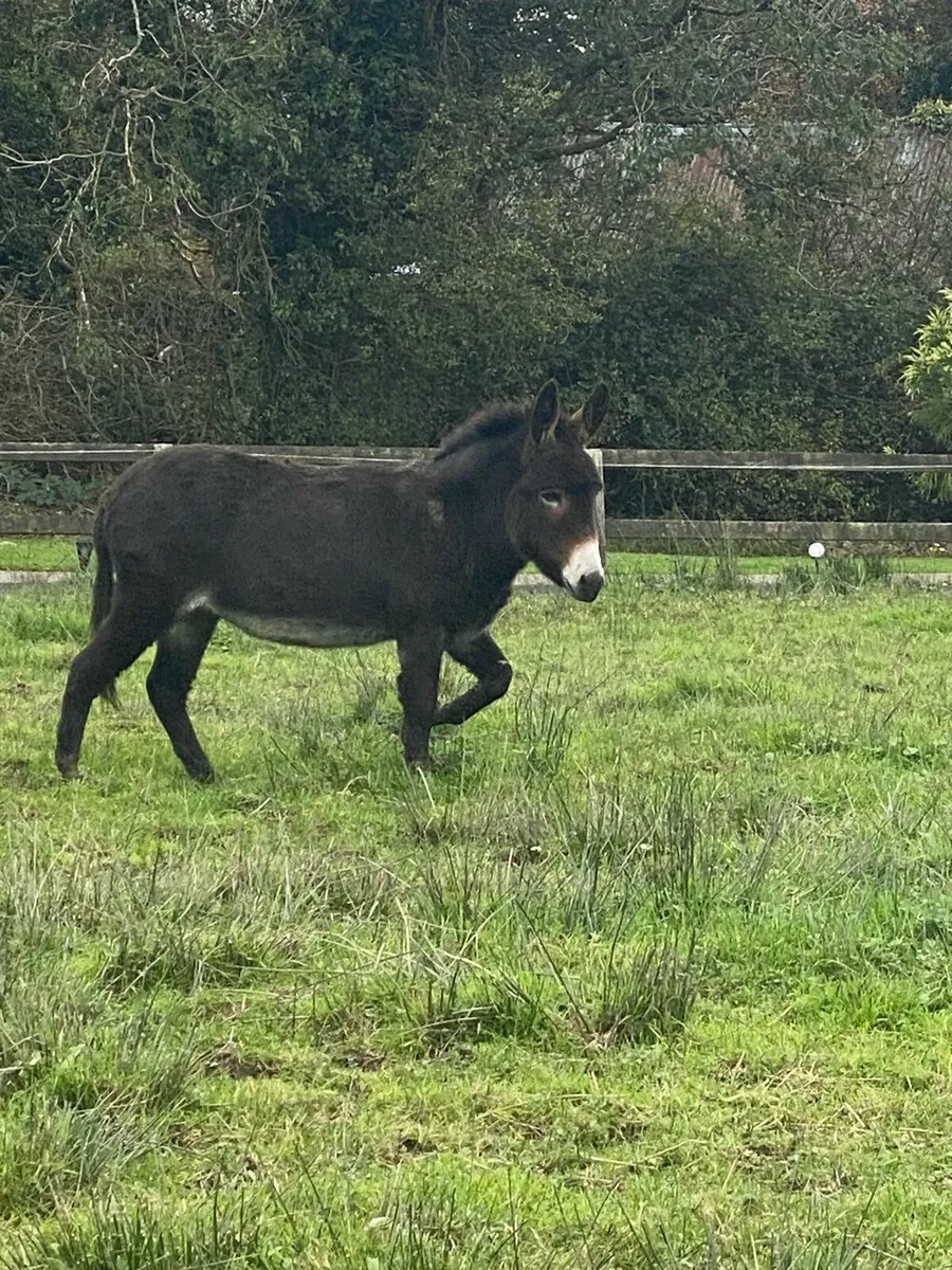 Mare donkey - Image 1