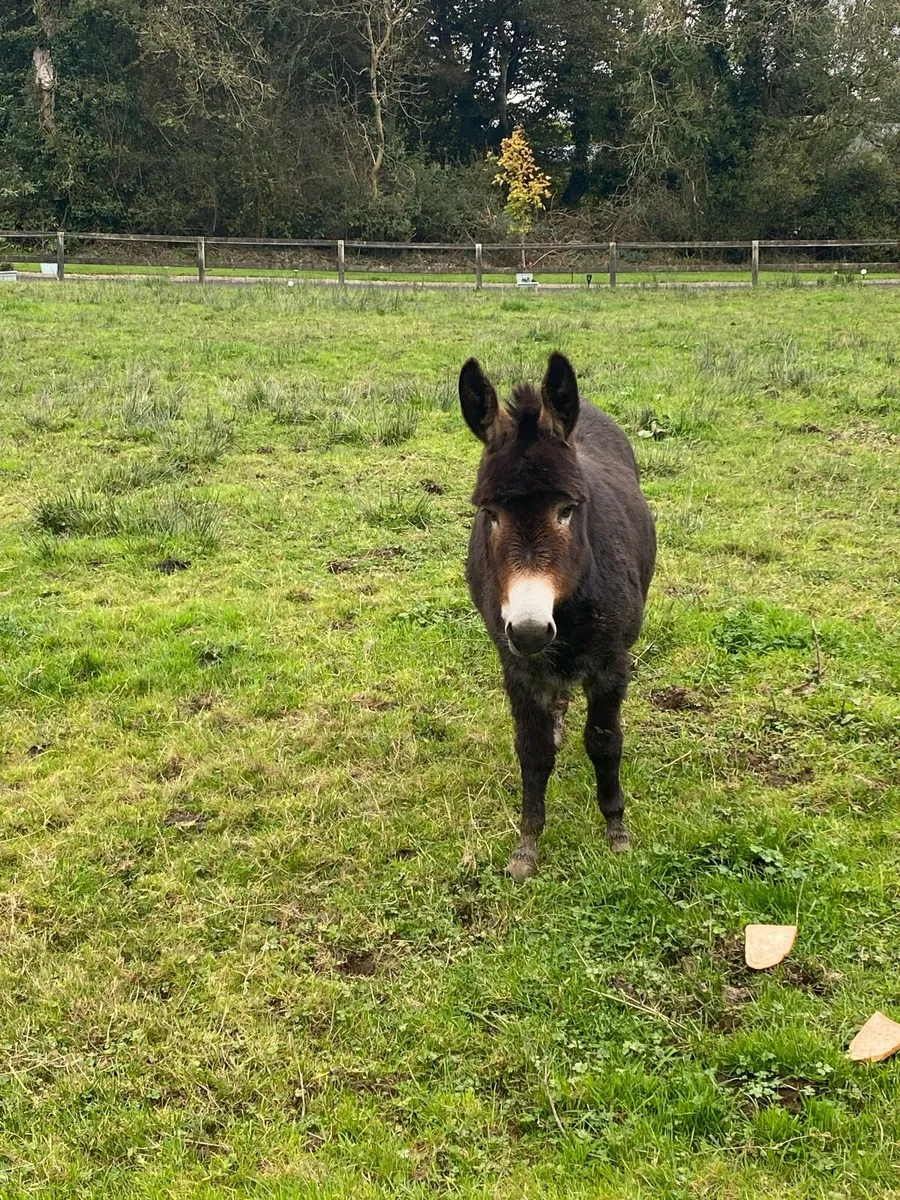 Mare donkey - Image 2