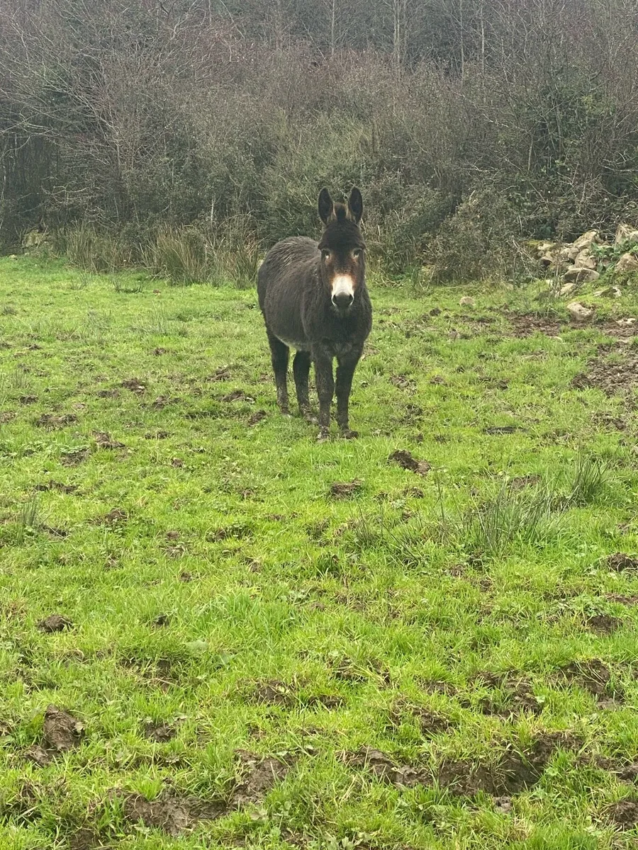 Mare donkey - Image 3