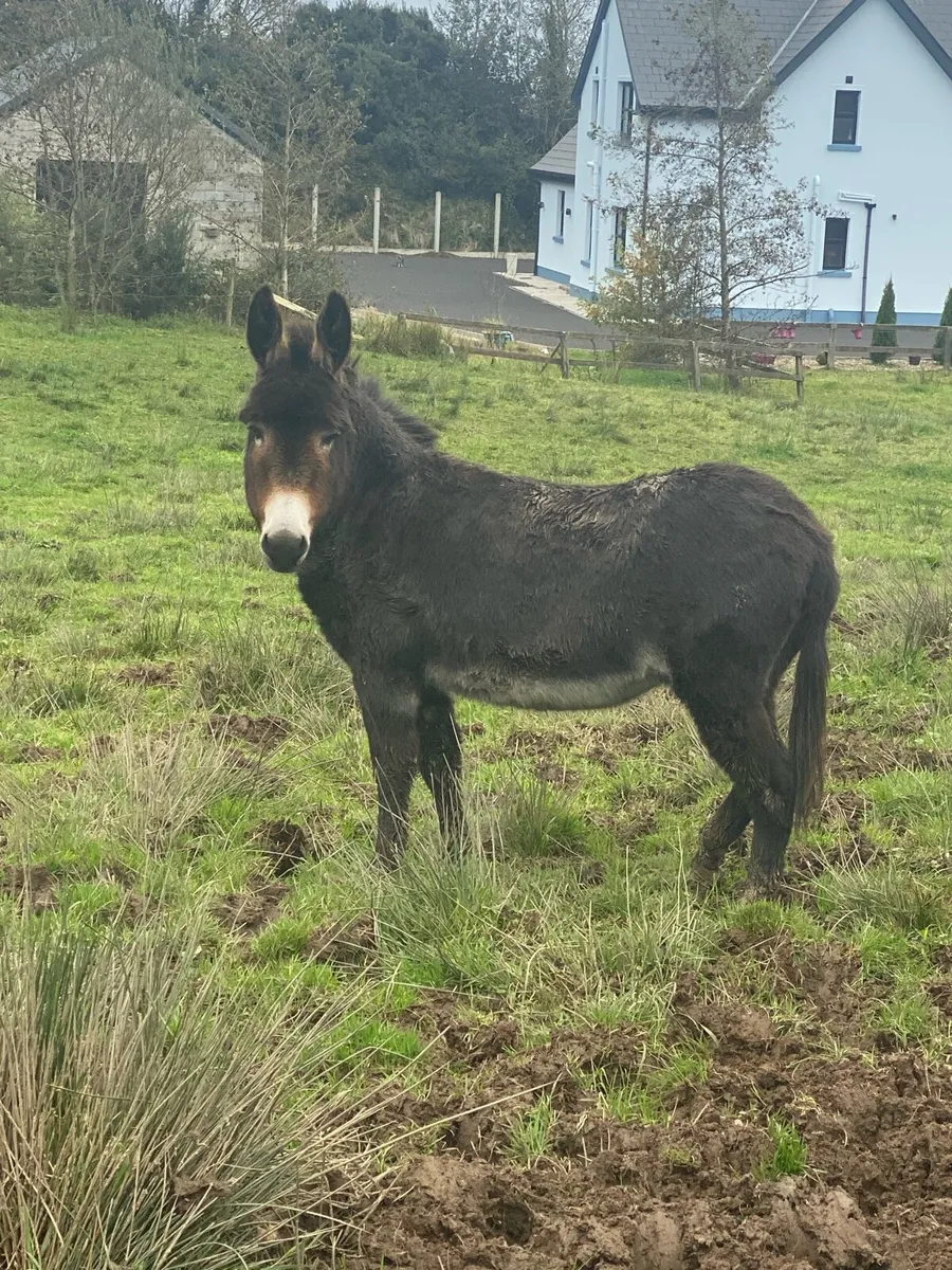 Mare donkey - Image 4