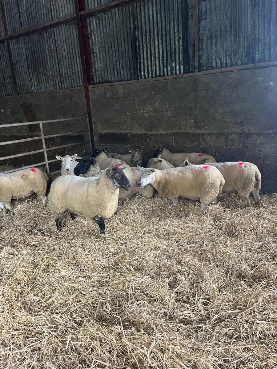 💥January lambing ewes 💥 - Image 1