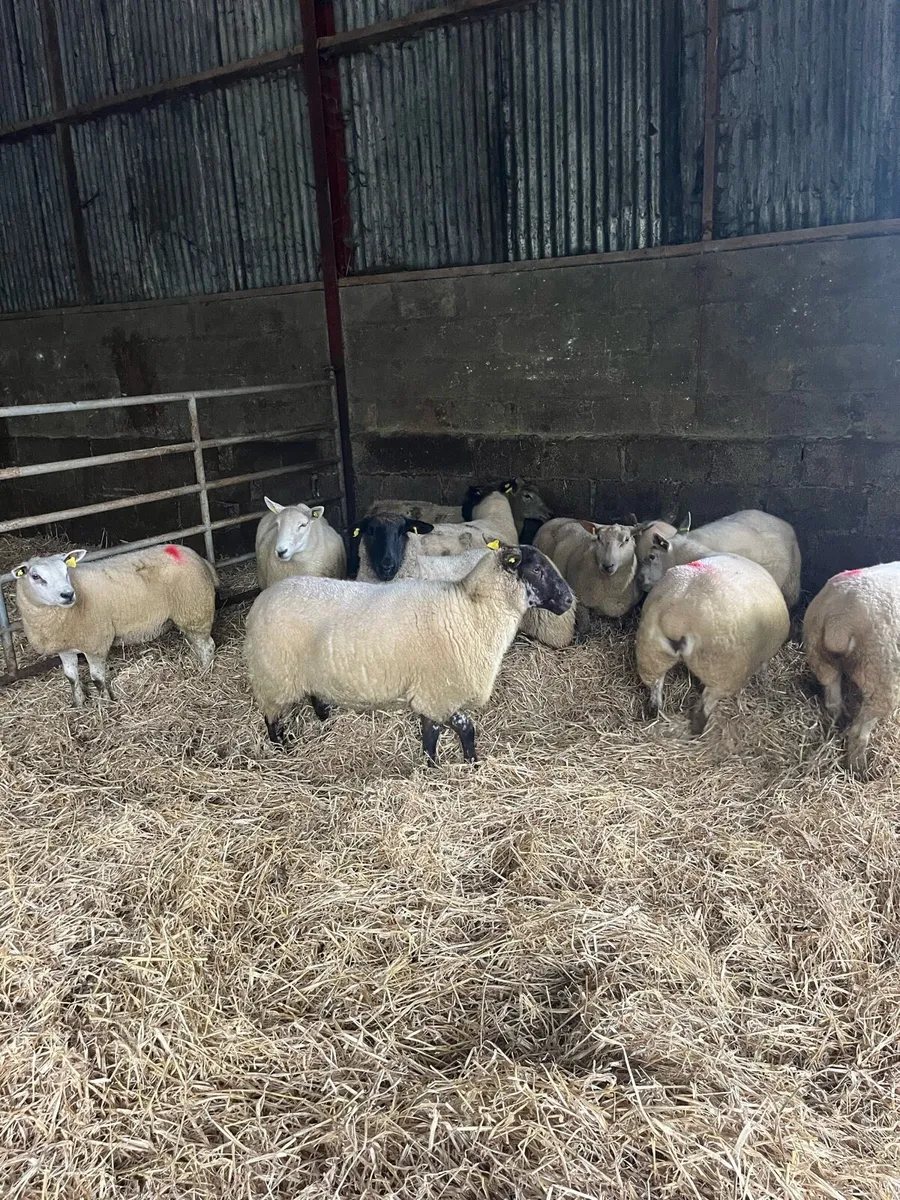 💥January lambing ewes 💥 - Image 2
