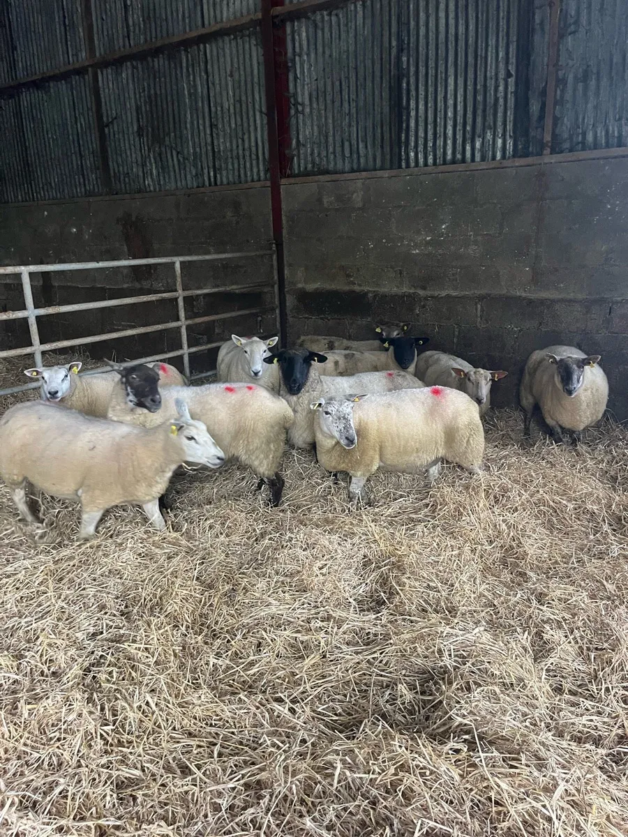 💥January lambing ewes 💥 - Image 3