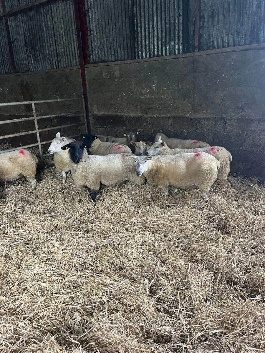 💥January lambing ewes 💥 - Image 4