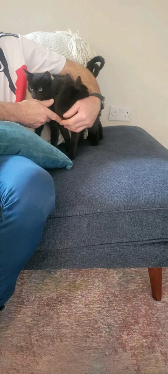 Kittens - Image 1