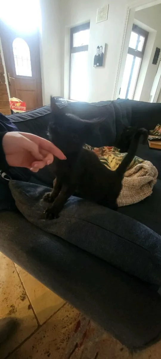 Kittens - Image 2