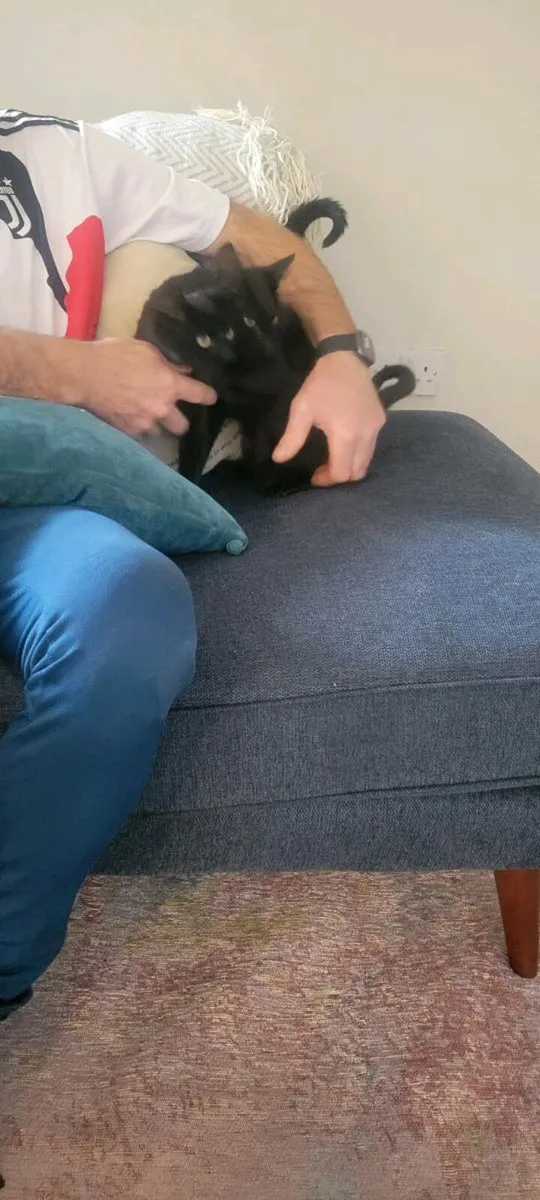 Kittens - Image 3
