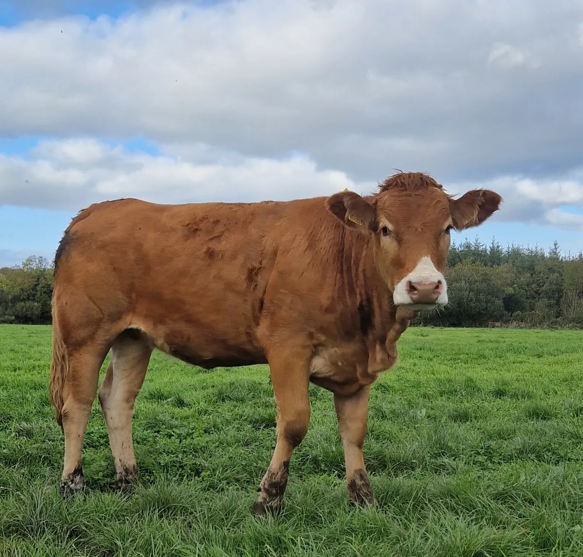 Fleckvieh x Lm Heifers - Image 3