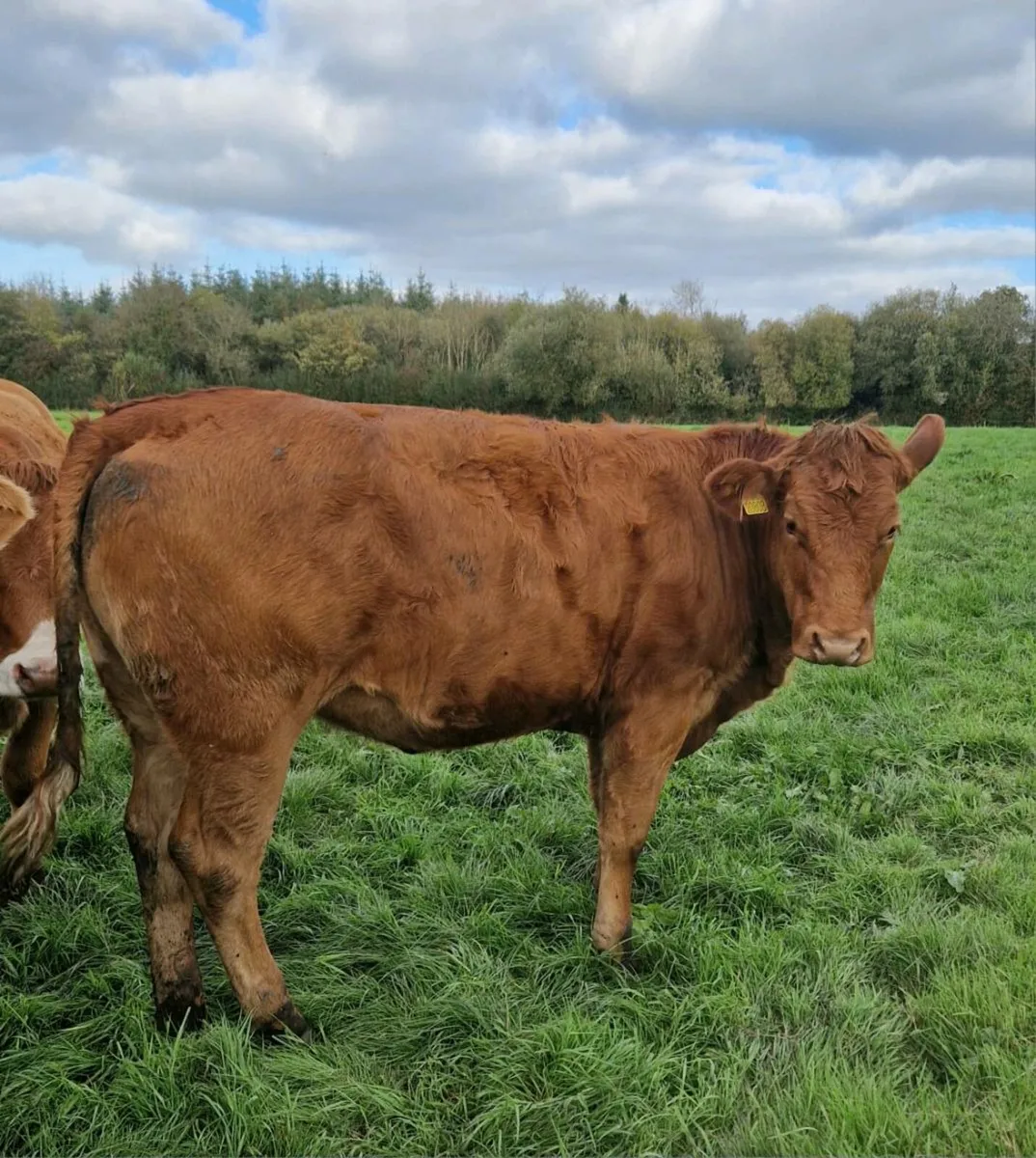 Fleckvieh x Lm Heifers - Image 4