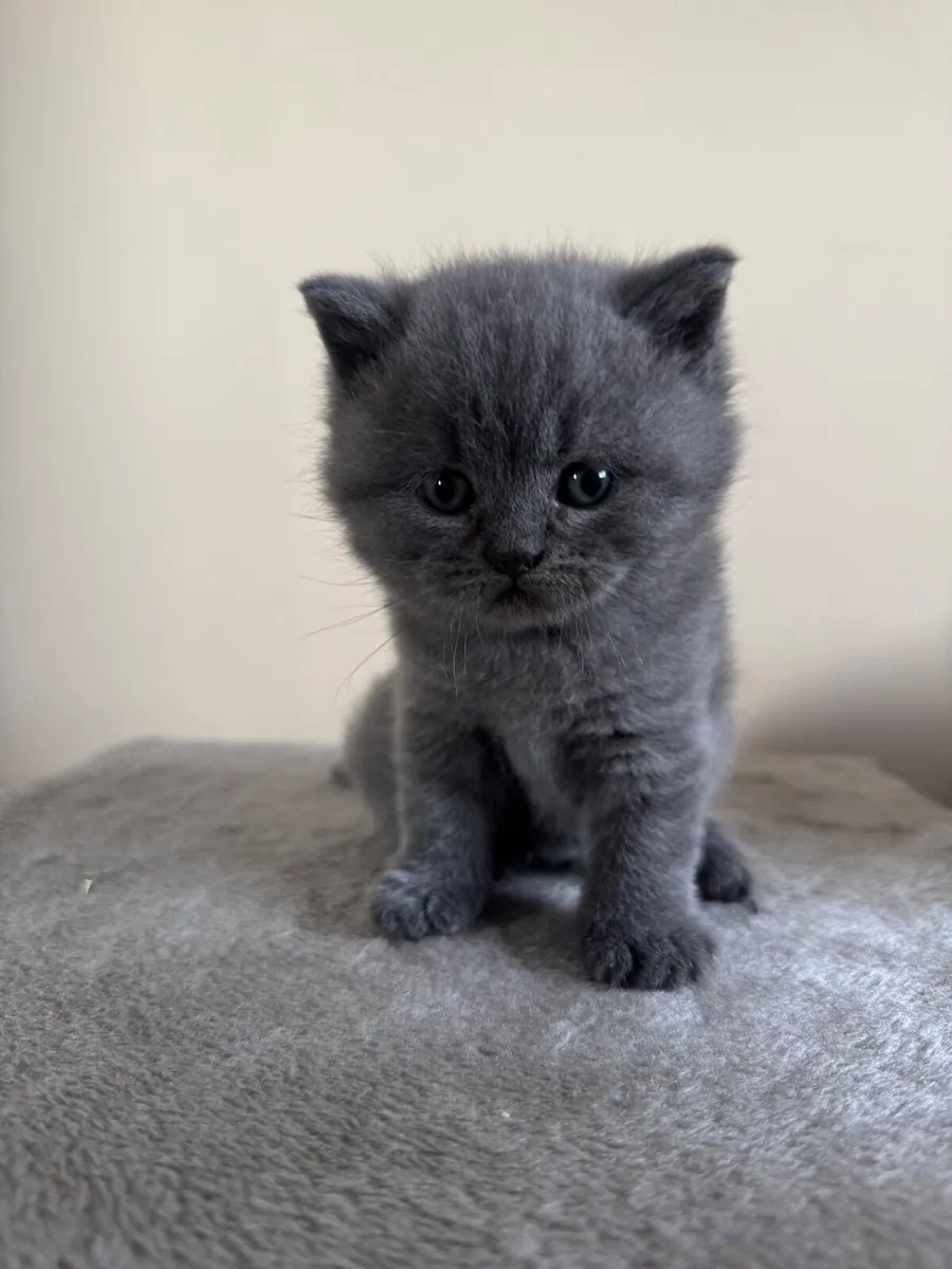 British shorthair kittens - Image 1