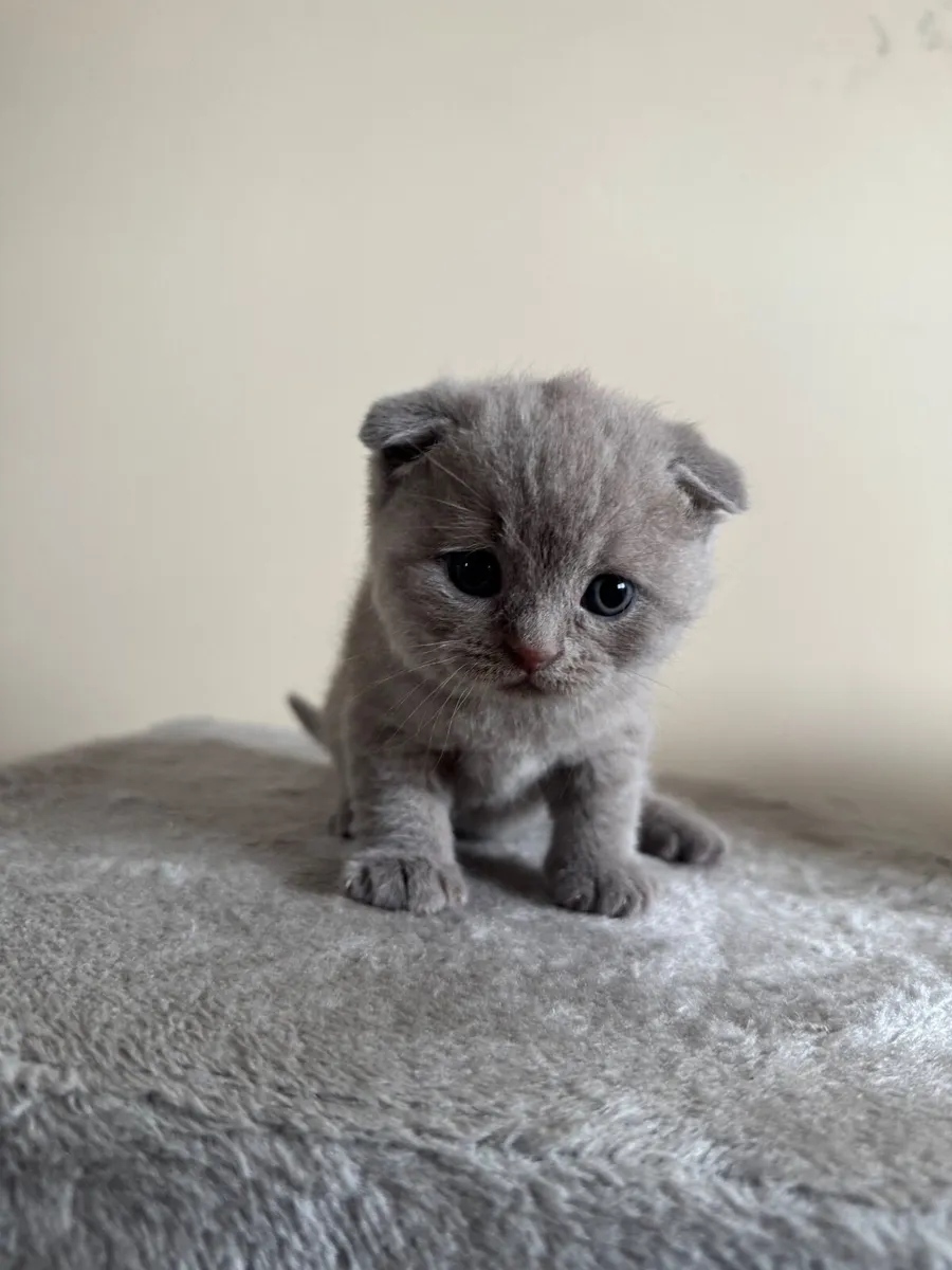British shorthair kittens - Image 2