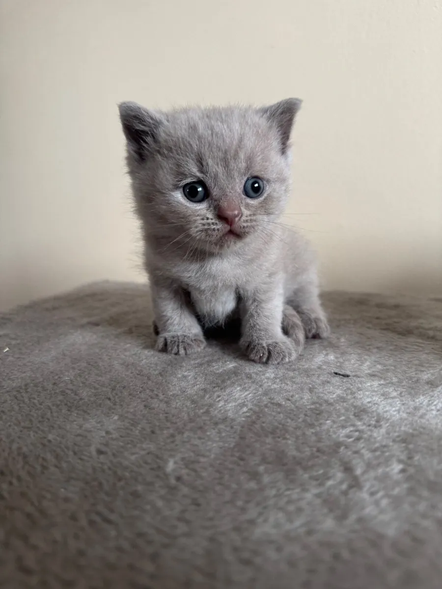British shorthair kittens - Image 3