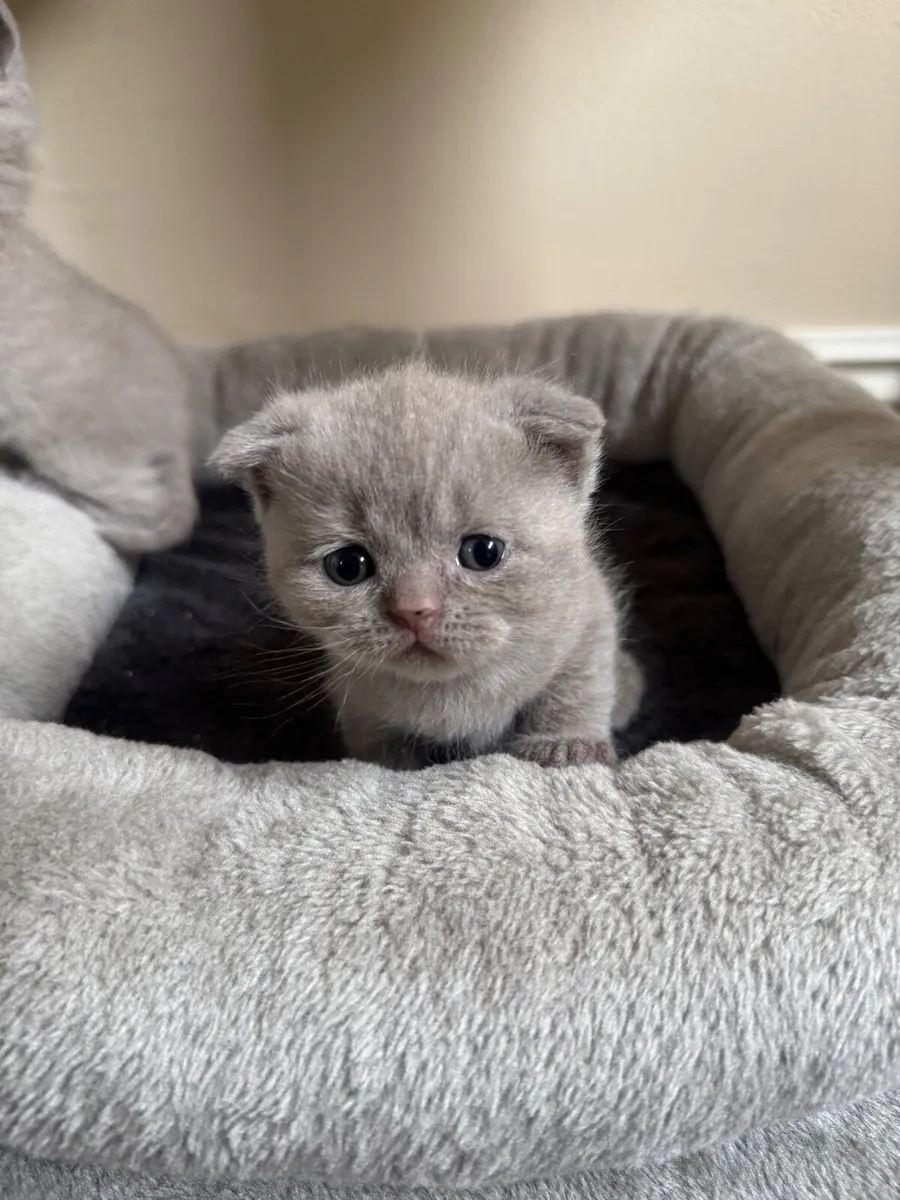 British shorthair kittens - Image 4