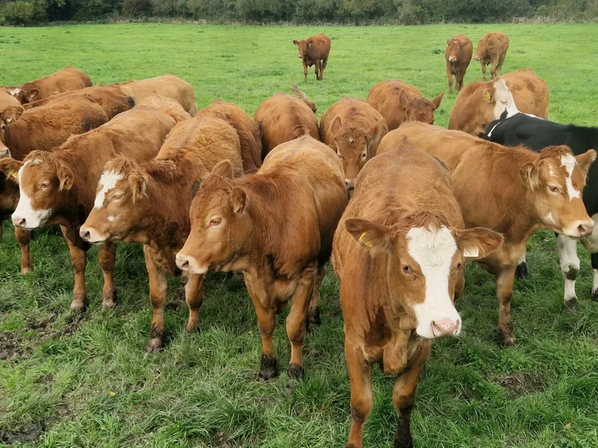 Fleckvieh x Lm Heifers - Image 1