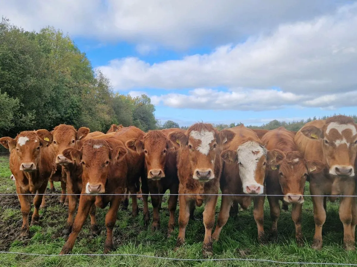 Fleckvieh x Lm Heifers - Image 2