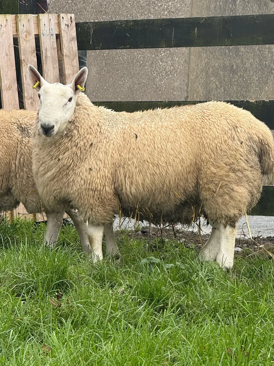 North country Cheviot Ram Lambs - Image 1