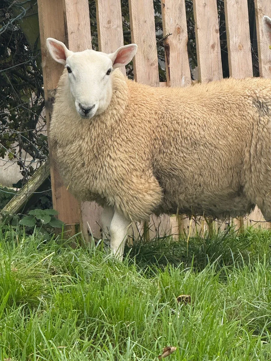 North country Cheviot Ram Lambs - Image 2