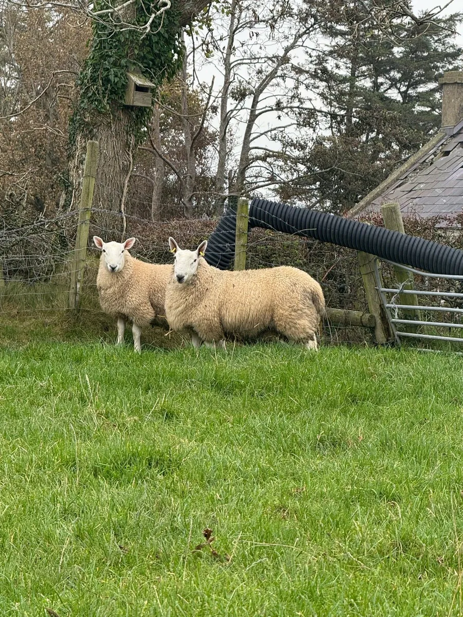 North country Cheviot Ram Lambs - Image 3