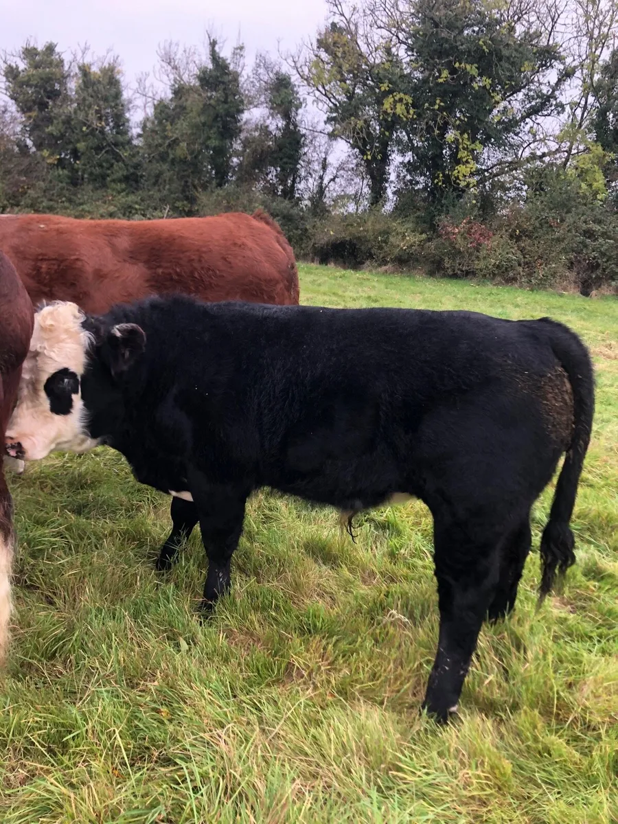 Angus bull - Image 1