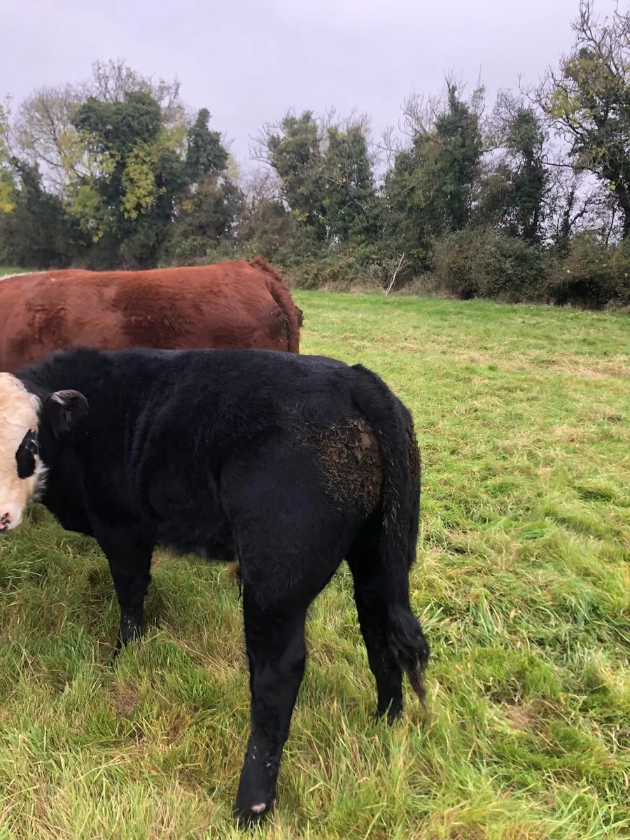 Angus bull - Image 2