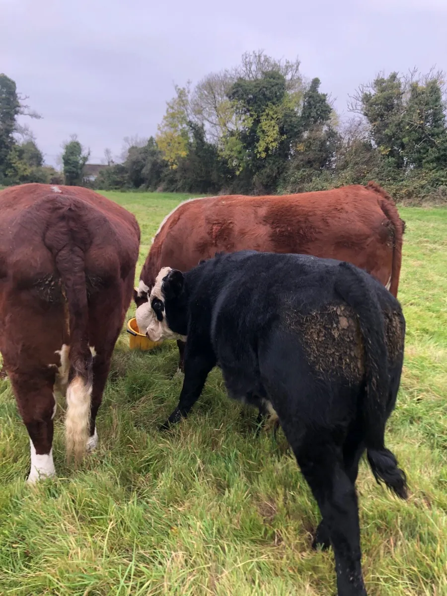 Angus bull - Image 3