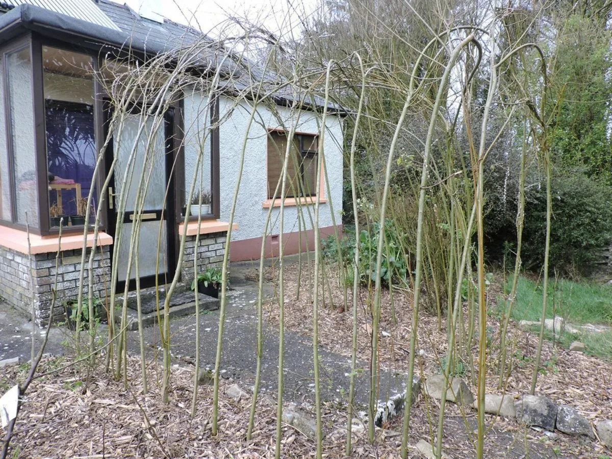 Willow Cuttings for Hedging, Shelter & Firewood - Image 4