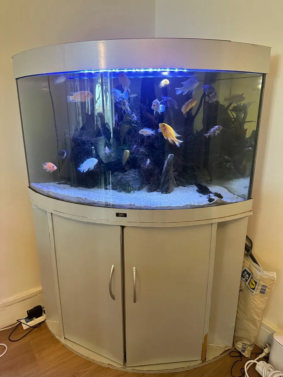 Juwel Trigon Aquarium Complete Setup for Sale - Image 2