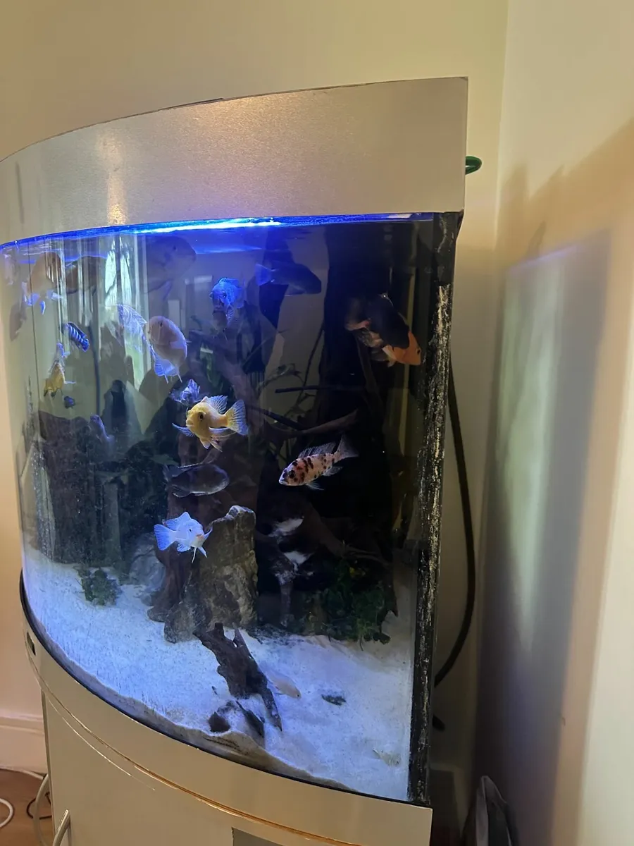 Juwel Trigon Aquarium Complete Setup for Sale - Image 3