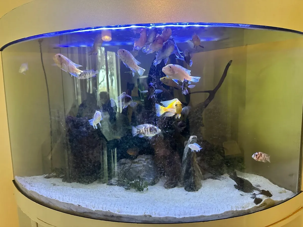 Juwel Trigon Aquarium Complete Setup for Sale - Image 4