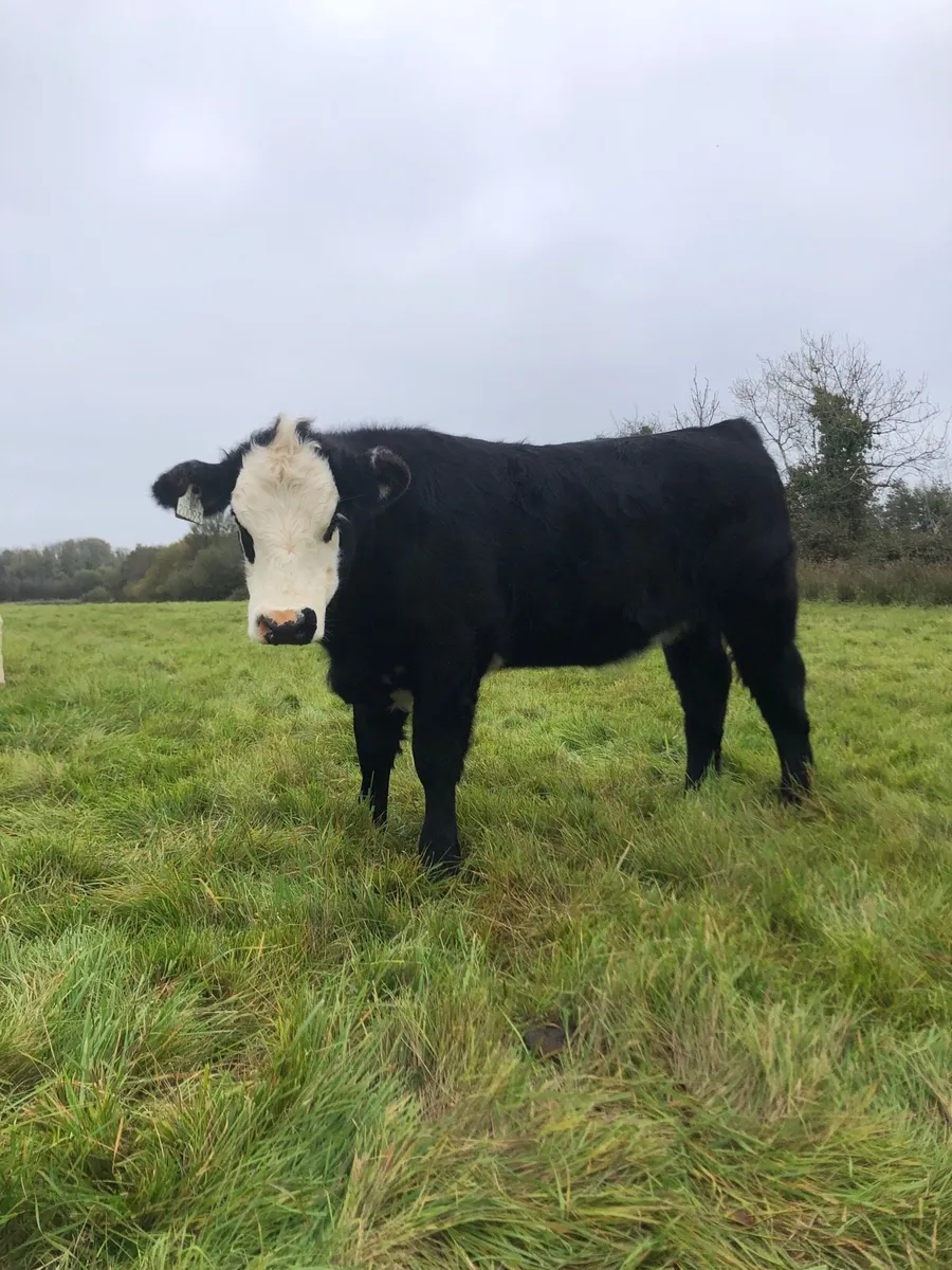 Angus heifer - Image 1