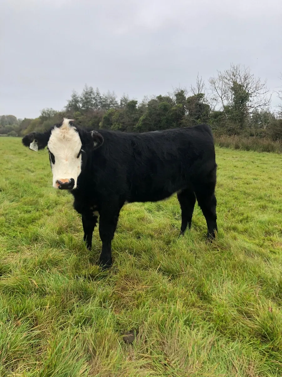 Angus heifer - Image 2