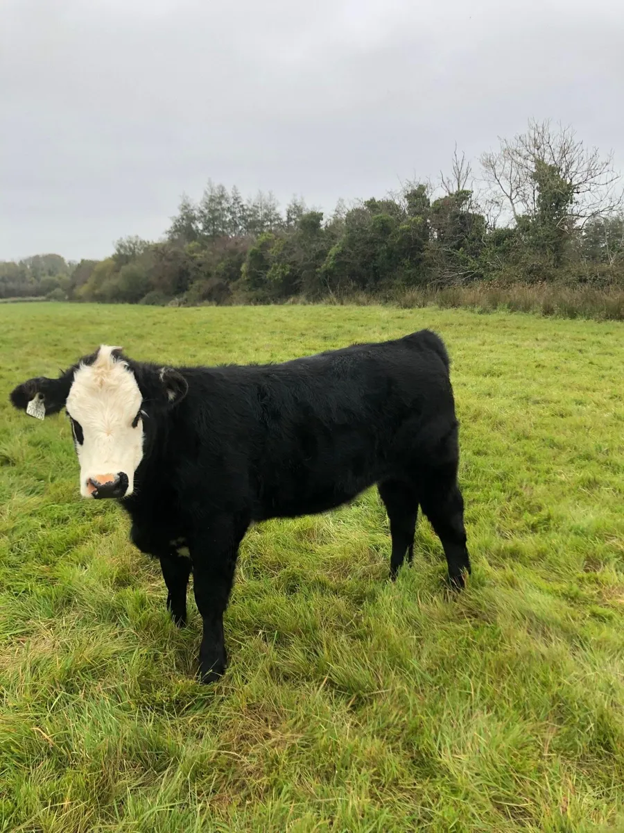 Angus heifer - Image 3