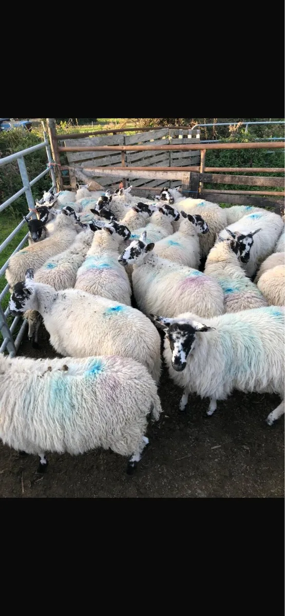 Mule ewe lambs