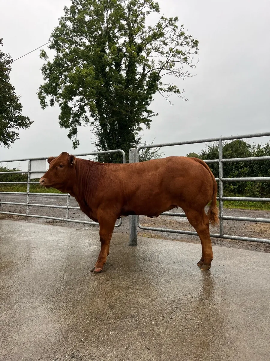 Top Quality Heifer for Gort 16th October - Image 1