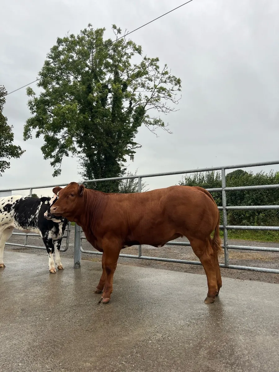 Top Quality Heifer for Gort 16th October - Image 2