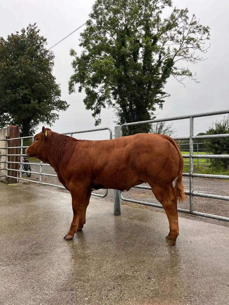 Top Quality Heifer for Gort 16th October - Image 4