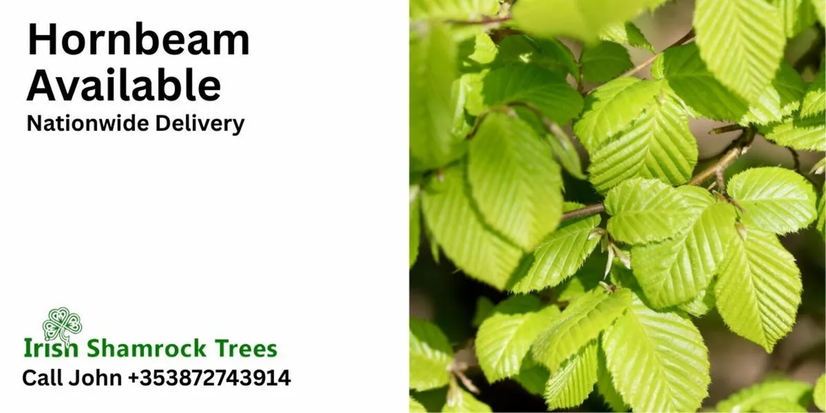 Hornbeam Available