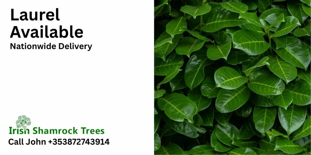 Laurels Available